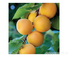 Vocne sadnice od proizvodjaca