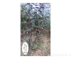 Sadnice voća Rasadnik Čolić, prodaja na veliko i malo