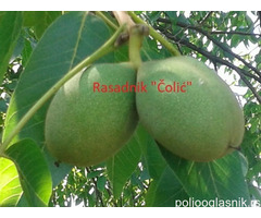 Sadnice voća Rasadnik Čolić, prodaja na veliko i malo