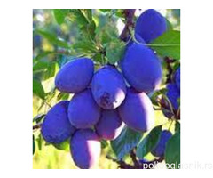 Vocne sadnice od proizvodjaca