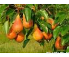 Vocne sadnice od proizvodjaca