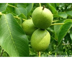 Vocne sadnice od proizvodjaca