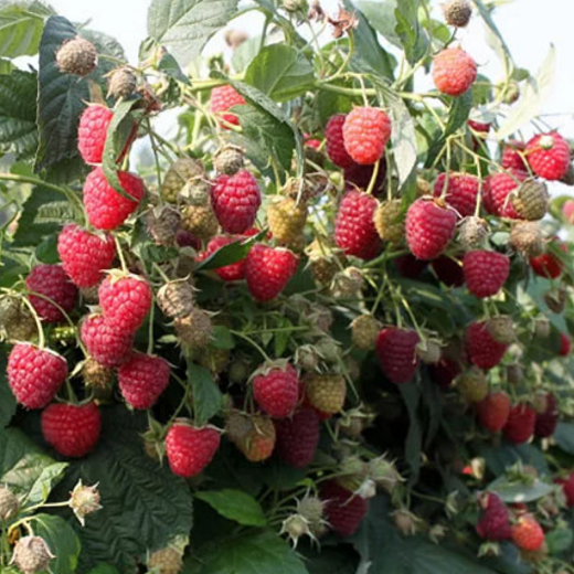 Sadnice stalnoradjajucih malina raznih vrsta