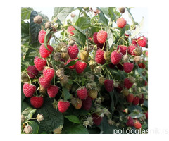 Sadnice stalnoradjajucih malina raznih vrsta