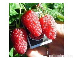 Sadnice stalnoradjajucih malina raznih vrsta