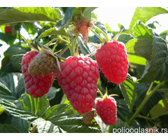 Sadnice stalnoradjajucih malina raznih vrsta