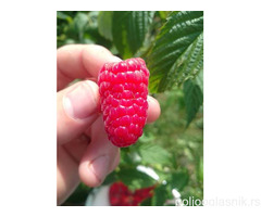 Sadnice stalnoradjajucih malina raznih vrsta