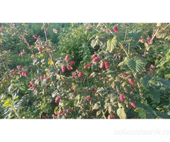 Sadnice stalnoradjajucih malina raznih vrsta