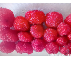 Sadnice stalnoradjajucih malina raznih vrsta