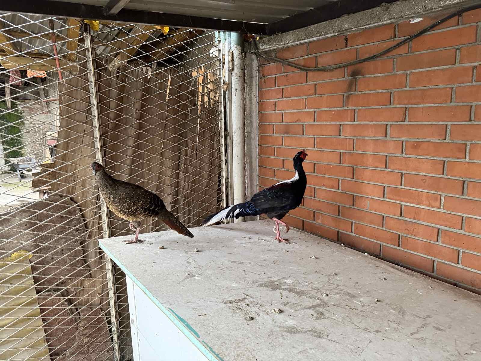 Prodajem par sedlastih tajvanskih fazana