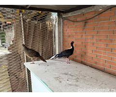 Prodajem par sedlastih tajvanskih fazana