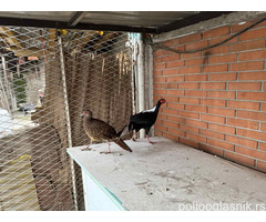 Prodajem par sedlastih tajvanskih fazana