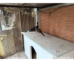 Prodajem par sedlastih tajvanskih fazana