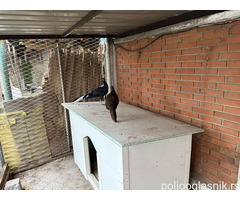 Prodajem par sedlastih tajvanskih fazana