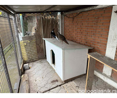 Prodajem par sedlastih tajvanskih fazana