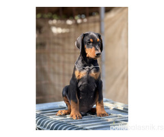 Prodaju se prelepi štenci dobermana, stari 3 meseca