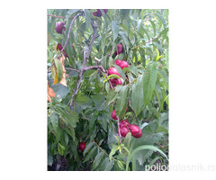 Vocne sadnice od proizvodjaca