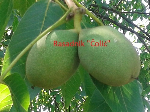 RASADNIK ČOLIĆ - VAŠ IZBOR ZA KVALITET!
