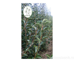 RASADNIK ČOLIĆ - VAŠ IZBOR ZA KVALITET!