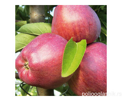 Sadnice jabuke - red topaz, red cif, celendzer...