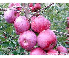 Sadnice jabuke - red topaz, red cif, celendzer...