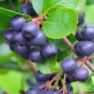 Sadnice bobicastog voca - Jagoda, Borovnica...