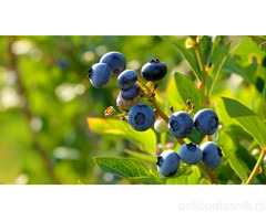 Sadnice bobicastog voca - Jagoda, Borovnica...