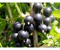 Sadnice bobicastog voca - Jagoda, Borovnica...