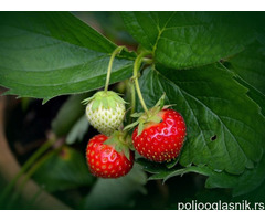 Sadnice bobicastog voca - Jagoda, Borovnica...