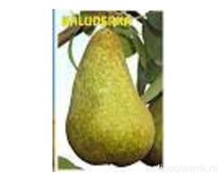 Vocne sadnice od proizvodjaca-akcija!