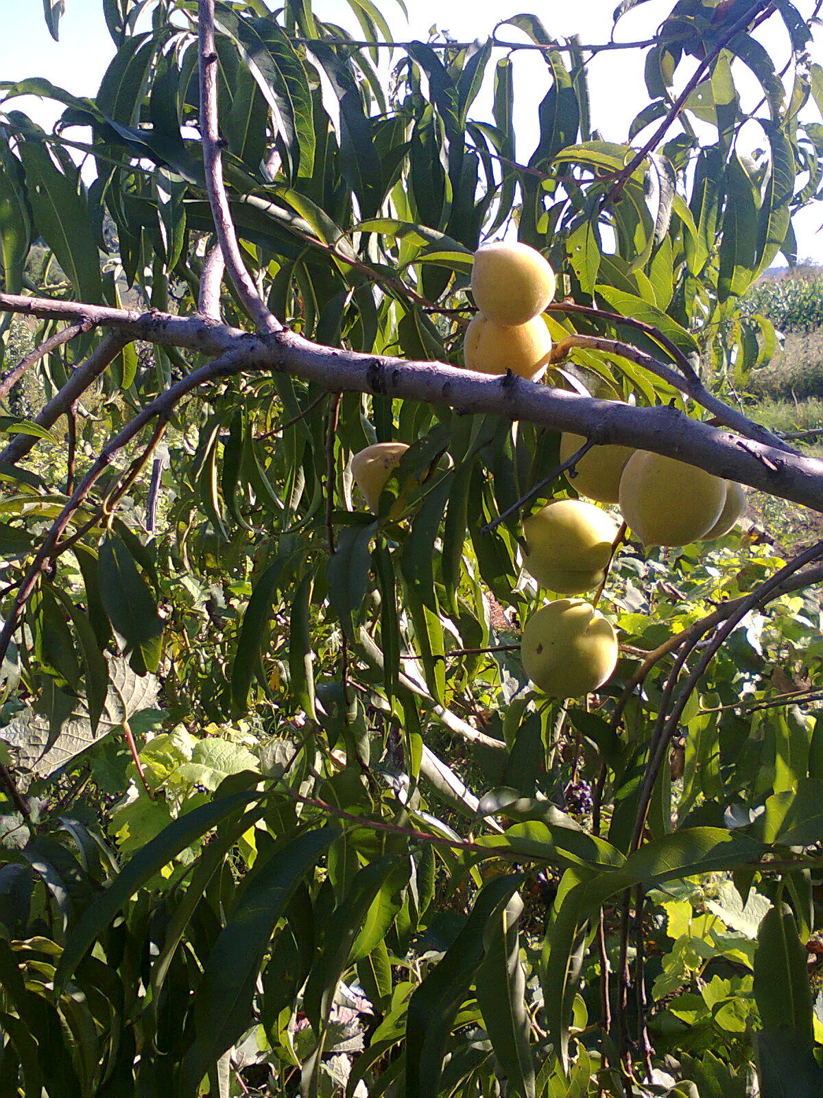 Vocne sadnice od proizvodjaca-akcija!