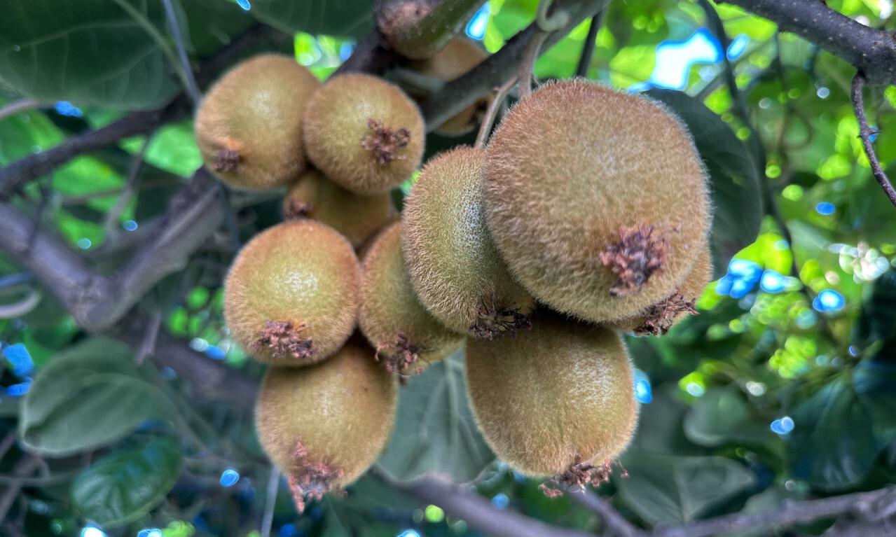 Sadnice kivija - hejvord, bruno, matua...