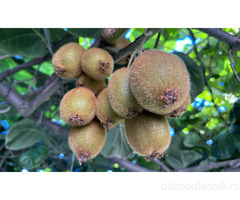 Sadnice kivija - hejvord, bruno, matua...