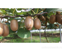 Sadnice kivija - hejvord, bruno, matua...