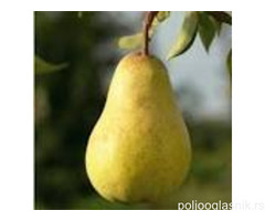 Vocne sadnice od proizvodjaca-akcija!