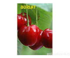 Vocne sadnice od proizvodjaca-akcija!