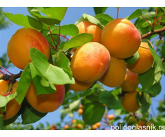 Vocne sadnice od proizvodjaca-akcija!