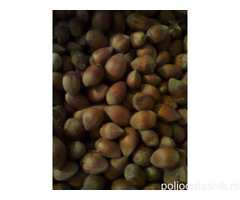 Vocne sadnice od proizvodjaca-akcija!