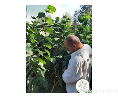 Rasadnik Čolić – Sertifikovane sadnice voća vrhunskog kvaliteta