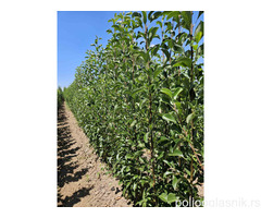 Sadnice voća – Kvalitetne sadnice iz Rasadnika Antić