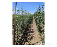 Sadnice voća – Kvalitetne sadnice iz Rasadnika Antić