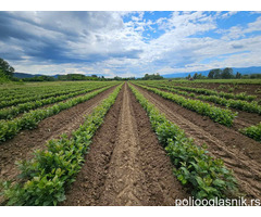 Sadnice voća – Kvalitetne sadnice iz Rasadnika Antić