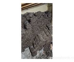 NA PRODAJU: Isečena Loza 1 KLASE za Kalemljenje (Kober BB)