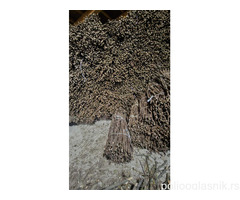 NA PRODAJU: Isečena Loza 1 KLASE za Kalemljenje (Kober BB)