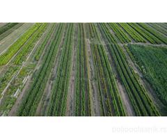 Ukrasne i vocne sadnice Rasadnik Prestiž