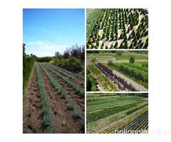 Ukrasne i vocne sadnice Rasadnik Prestiž