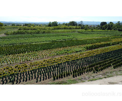 Ukrasne i vocne sadnice Rasadnik Prestiž