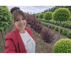 Ukrasne i vocne sadnice Rasadnik Prestiž