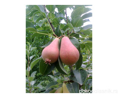 Vocne sadnice od proizvodjaca-akcija!