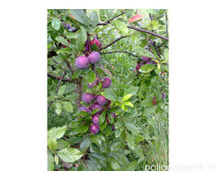 Vocne sadnice od proizvodjaca-akcija!